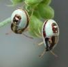 Piezodorus lituratus